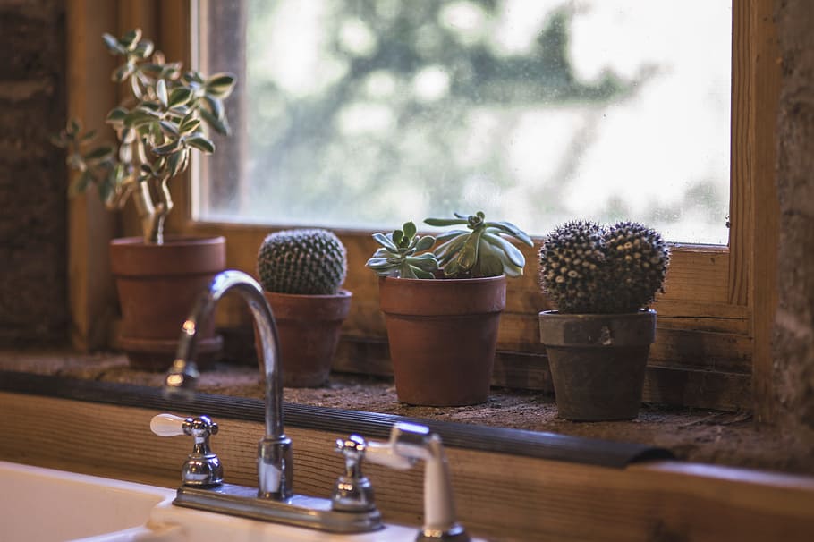 turn-off faucet against succulent plants, cactus, kitchen, design HD wallpaper