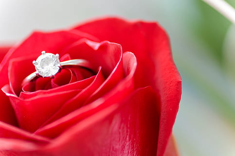 love, romantic, petals, plant, bloom, blossom, close-up, delicate HD wallpaper