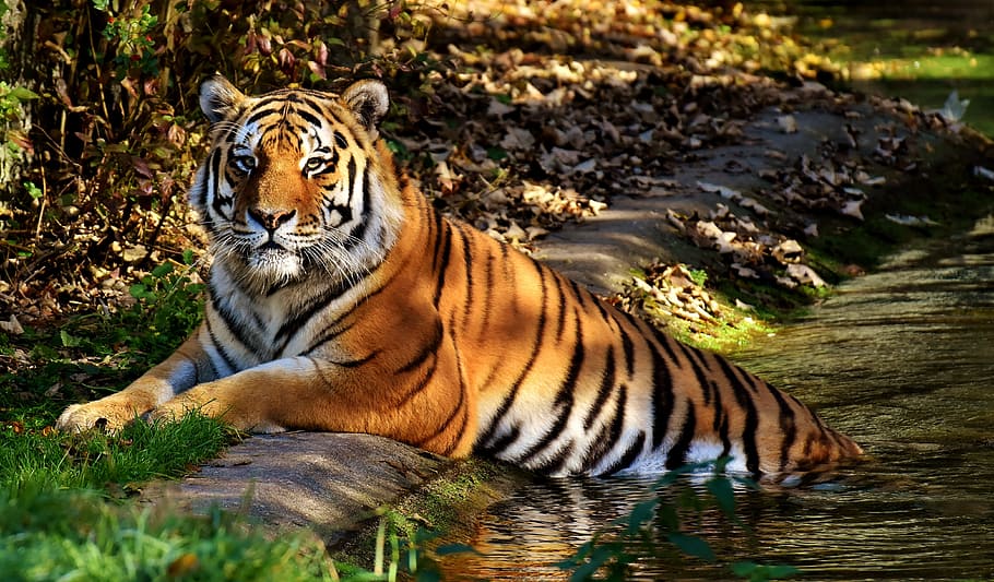 view of orange tiger on body of water, predator, fur, beautiful HD wallpaper