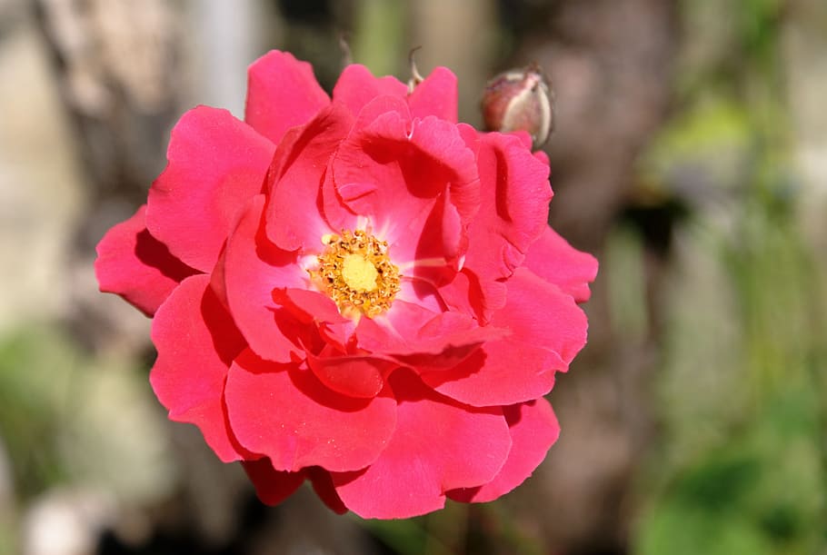 flower, rosa, red, flowering plant, fragility, vulnerability HD wallpaper