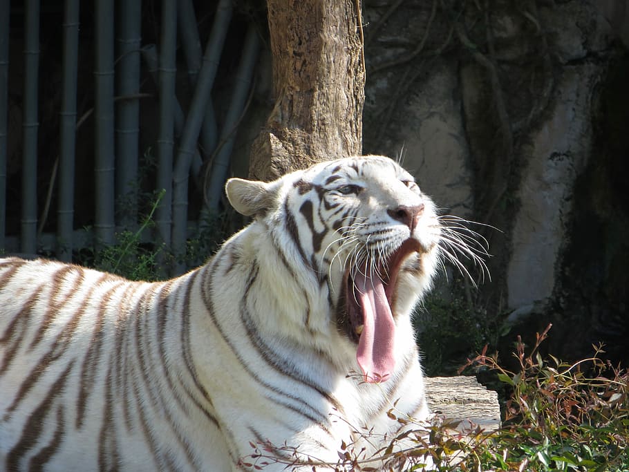 Tiger, White, Wildlife, Predator, Nature, animal, striped, yawning HD wallpaper