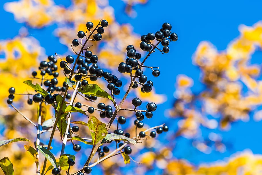nature, spring, blue, blossom, bloom, plant, no people, selective focus HD wallpaper