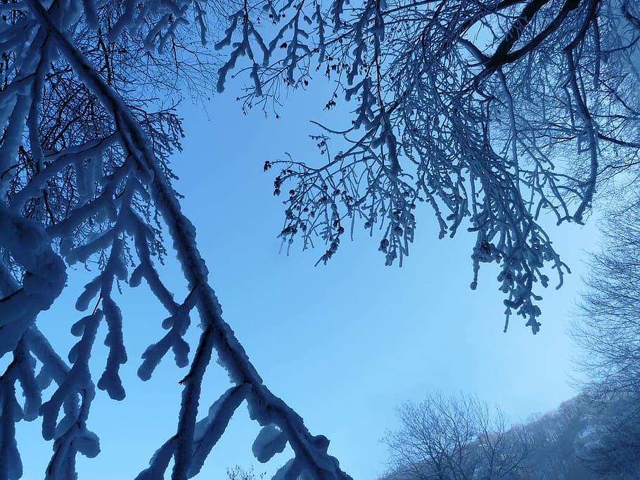 Tree, Branches, Aesthetic, Hoarfrost, iced, winter, snow, cold temperature, HD wallpaper