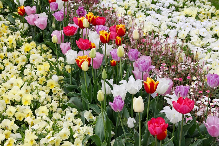 tulips, tulipa, tulpenzwiebel, breeding tulip, purple, red, HD wallpaper