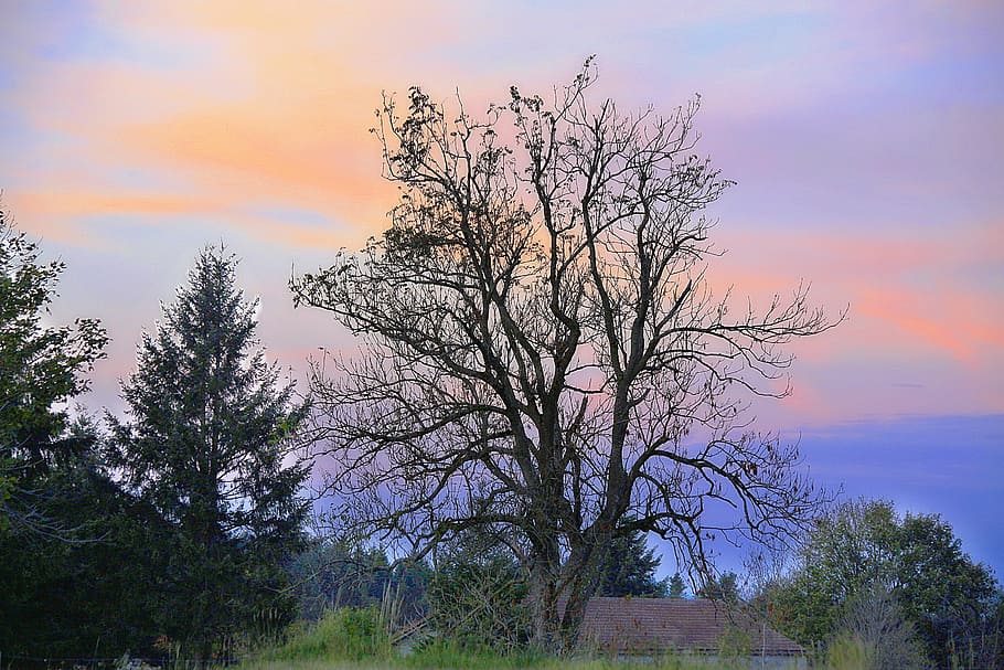 landscape, nature, tree, field, wood, sky, plant, beauty in nature HD wallpaper
