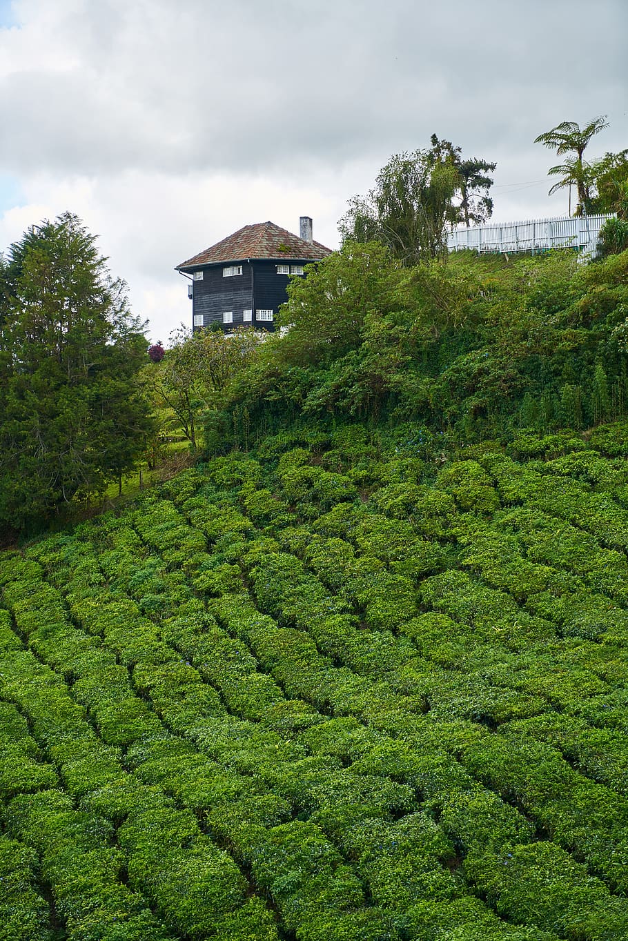 tea, field, landscape, background, beautiful, malaysia, outdoor HD wallpaper