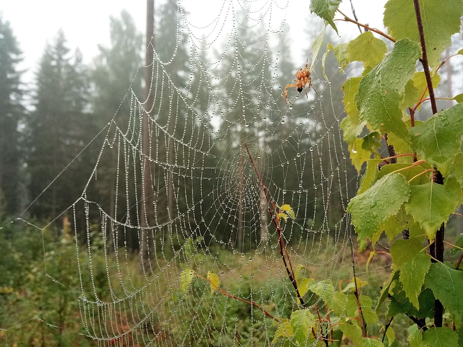 spider, forest, rain, spider web, plant, fragility, nature HD wallpaper