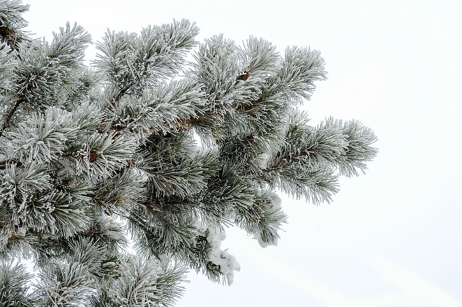 green pine tree covered with snow, frost, white background HD wallpaper