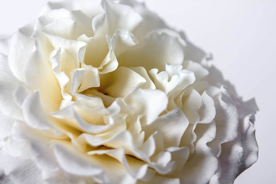 macro photography of half bloomed white petaled flower, rose HD wallpaper