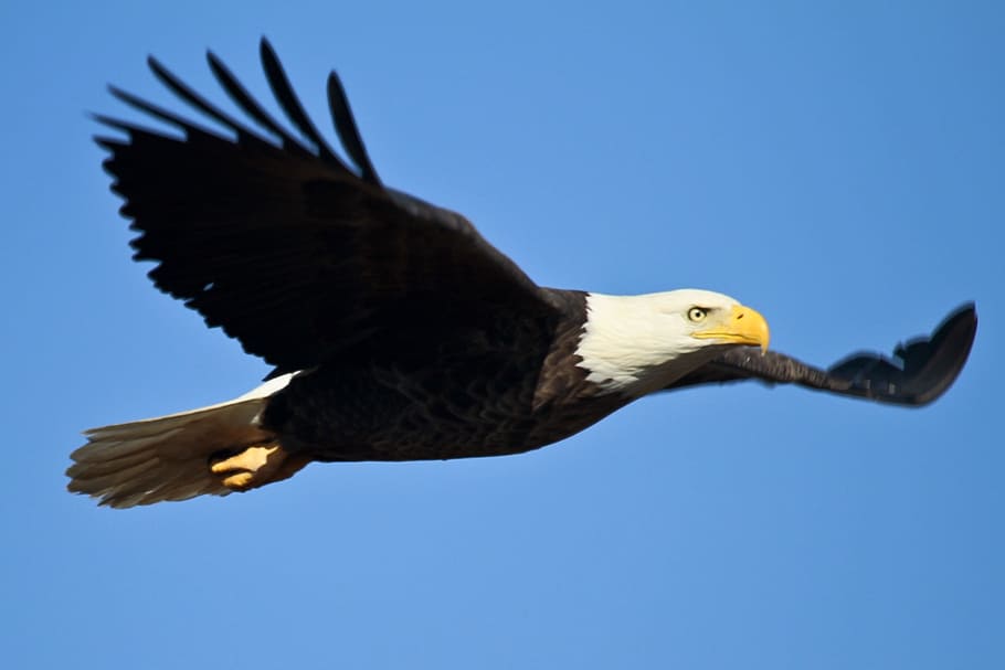 bald eagle flying, soaring, bird, raptor, flight, wild, wildlife HD wallpaper