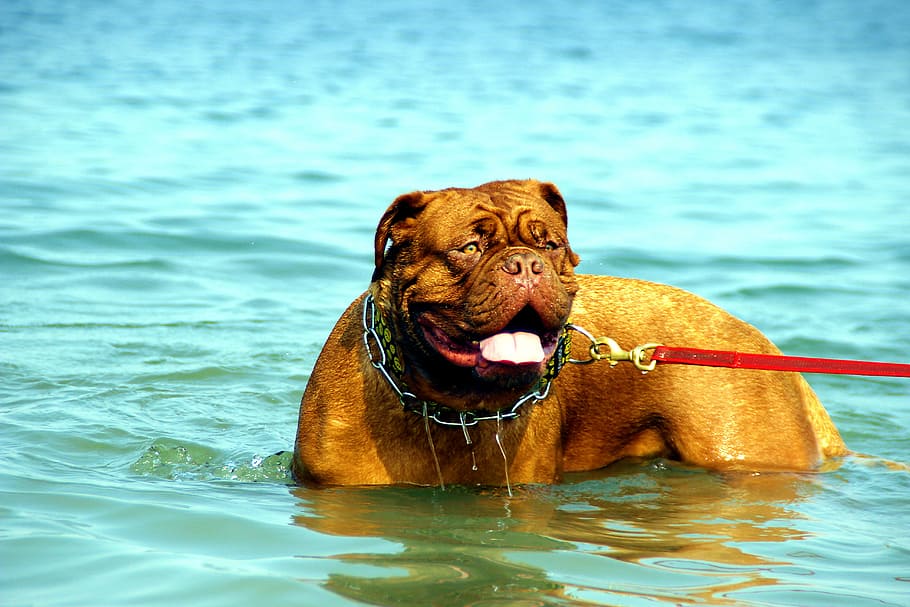 bordeaux, dog, dogue, water, muddy, lake, bathing, puppy, nature