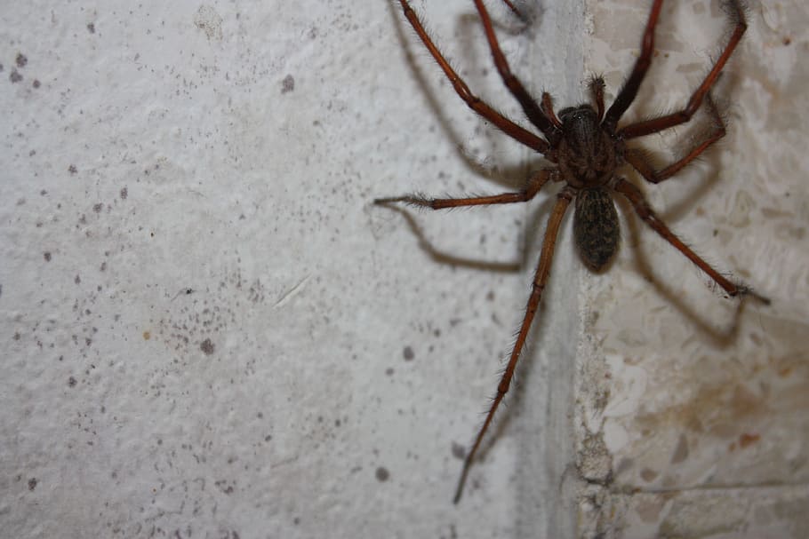 spider, insect, close, arachnid, animal themes, invertebrate HD wallpaper