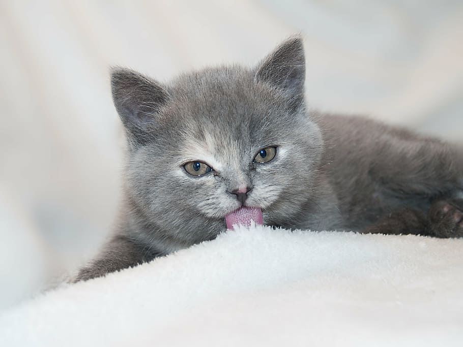 Russian blue cat licking snowbed, animals, kitten, kitty, puppy, HD wallpaper