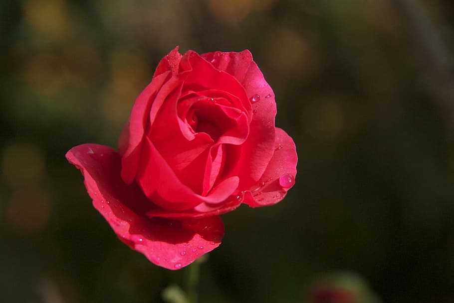 Pink, Dew, Flower, Roses, red, flowers, nature, rose - Flower HD wallpaper