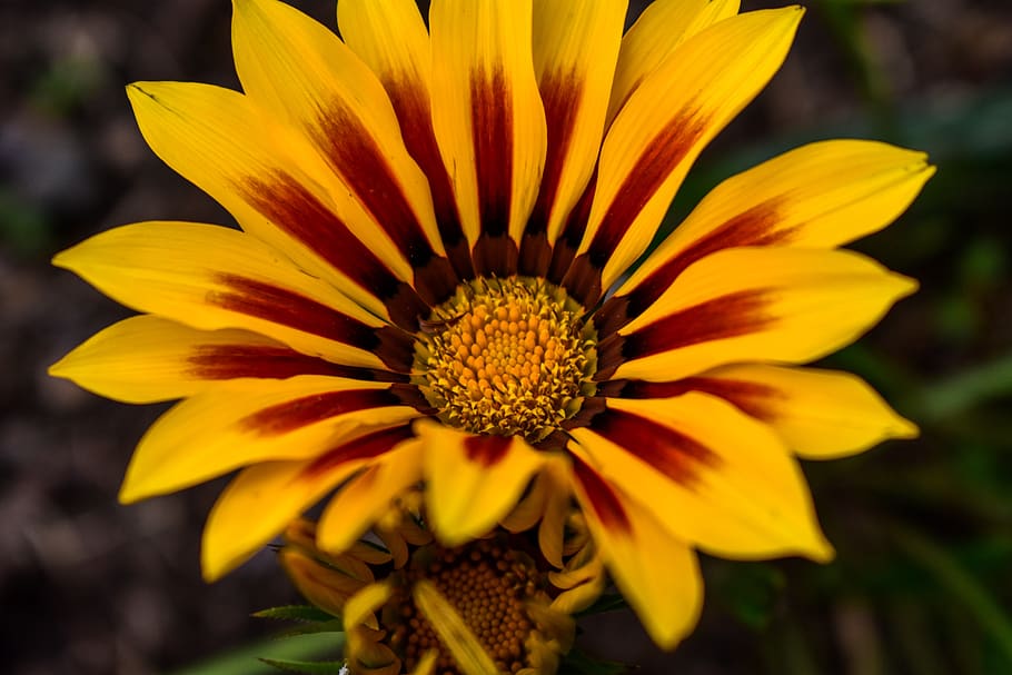 beautiful flower, spring, bello, flowering plant, flower head HD wallpaper