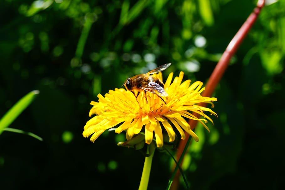 yellow flower, bee, dandelion, insect, nature, pollination HD wallpaper