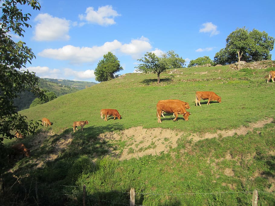 cow, whey, dom, green, mountain, cattle, we, livestock, mammal HD wallpaper