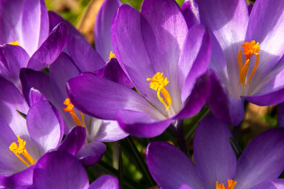 bloomed purple petaled flower during daytime, crocus, spring HD wallpaper