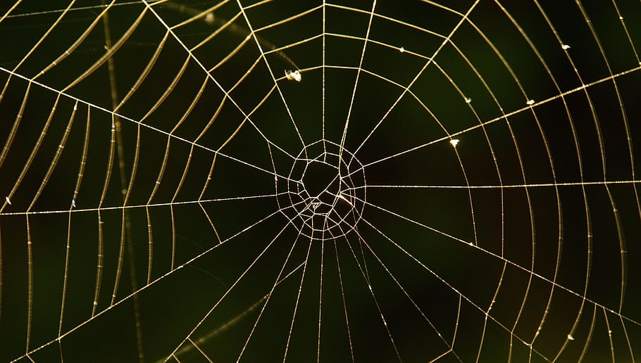 Cobweb, Spider, Network, backgrounds, textured, full frame HD wallpaper