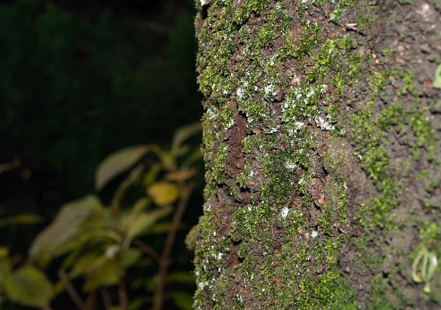 Bark, Tree Trunk, Forest, moss, natural, organism, plant, growth HD wallpaper
