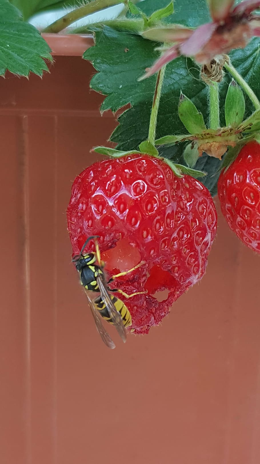 wasp, insect, strawberry, fruit, nature, animal, sting, close HD wallpaper
