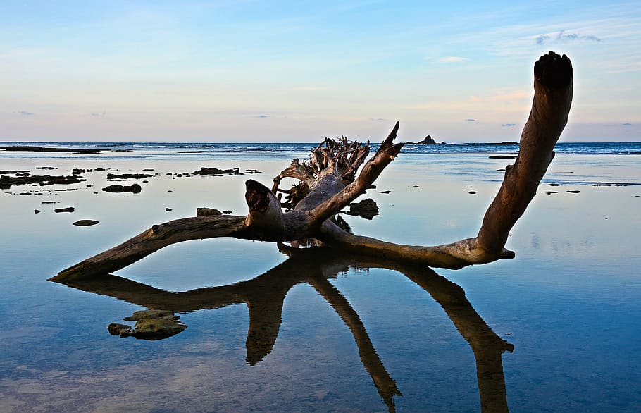 tree, fallen, beach, sea, landscape, is, ocean, sandy beach HD wallpaper