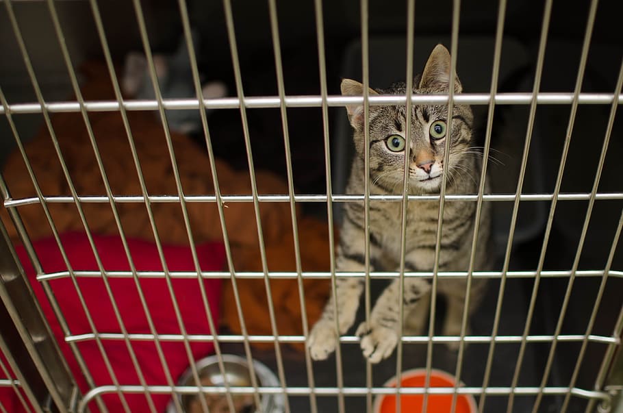 cat, sadness, pet cat, youth, sick cat, cat's eyes, cage, animal themes HD wallpaper