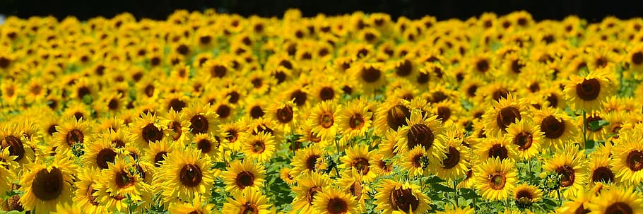 sunflowers field, bees, summer, garden, blossom, bloom, yellow HD wallpaper