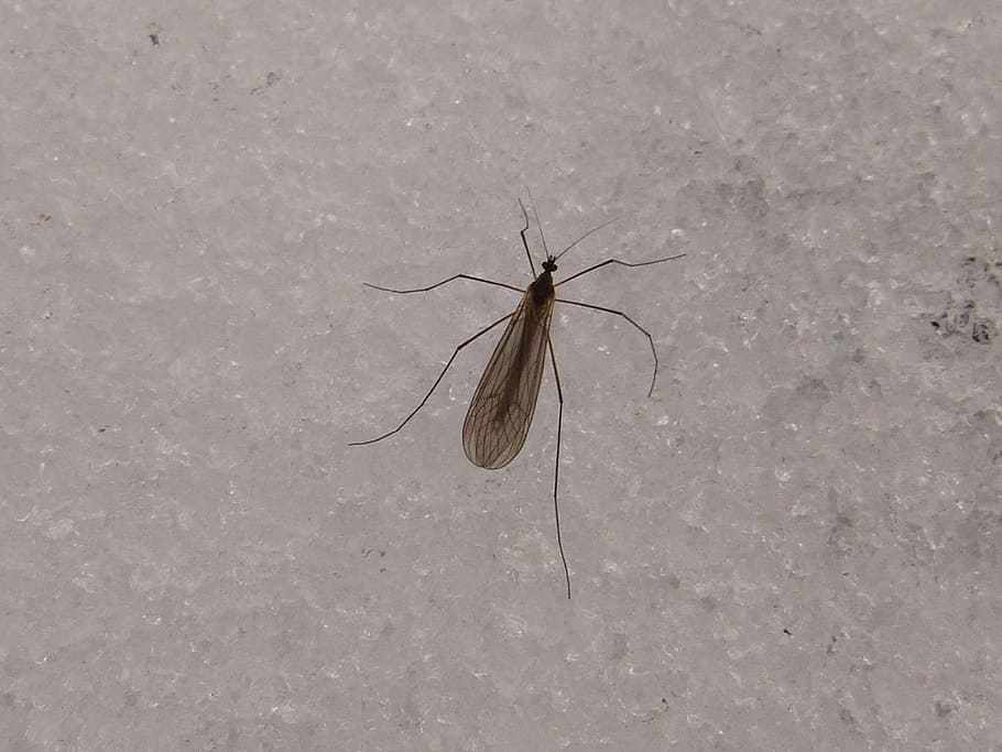 Mosquito, Insect, Snow, Winter, Frost, cold, macro, close, fly HD wallpaper