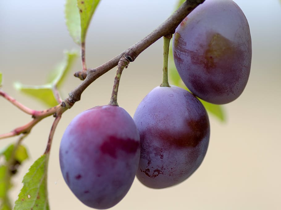 shallow focus photography of grapes, fruit, plums, branch, violet HD wallpaper