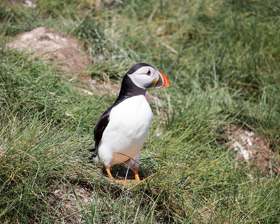 puffin, grass, nesting, seabird, north sea, farne, farne islands HD wallpaper