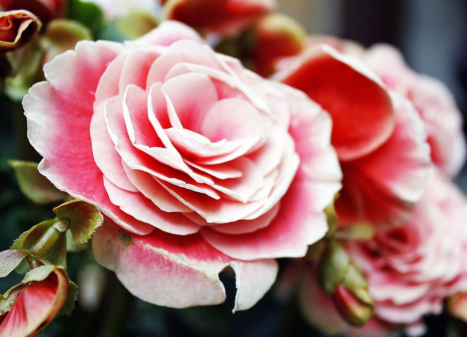 rose, pink, flower, flowering plant, close-up, beauty in nature HD wallpaper