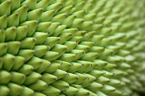 Jack Fruit, Tender, Green, Tree, organic, fresh, food, healthy HD wallpaper