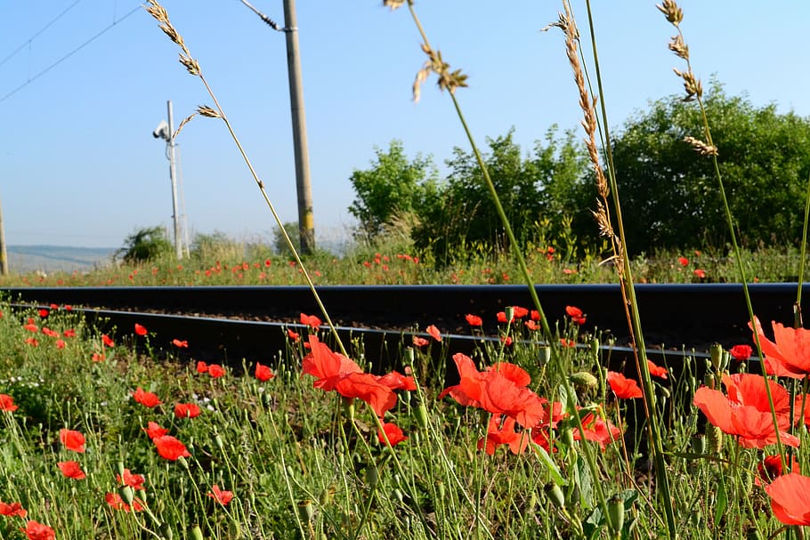 railway, red, flower, grass, railroad, train, travel, transportation HD wallpaper