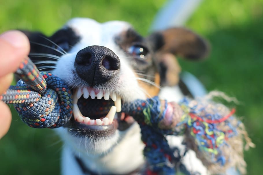 dog bites a multicolored rope at daytime, evil, rage, play HD wallpaper