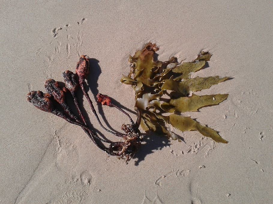 seaweed, sand, seed, nature, land, beach, no people, high angle view HD wallpaper