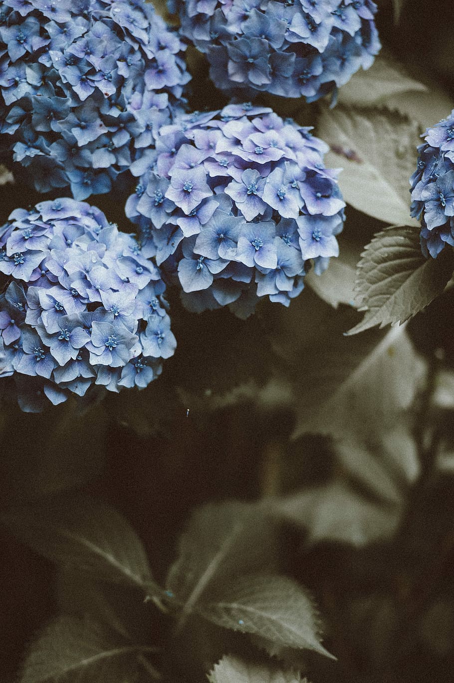 HD aesthetic blue flowers wallpapers  Peakpx