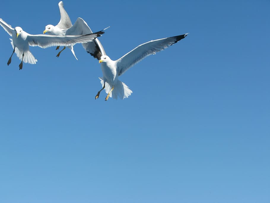 Sea Gull, Fly, Flight, Nature, sky, dom, seabird, wings, flying HD wallpaper