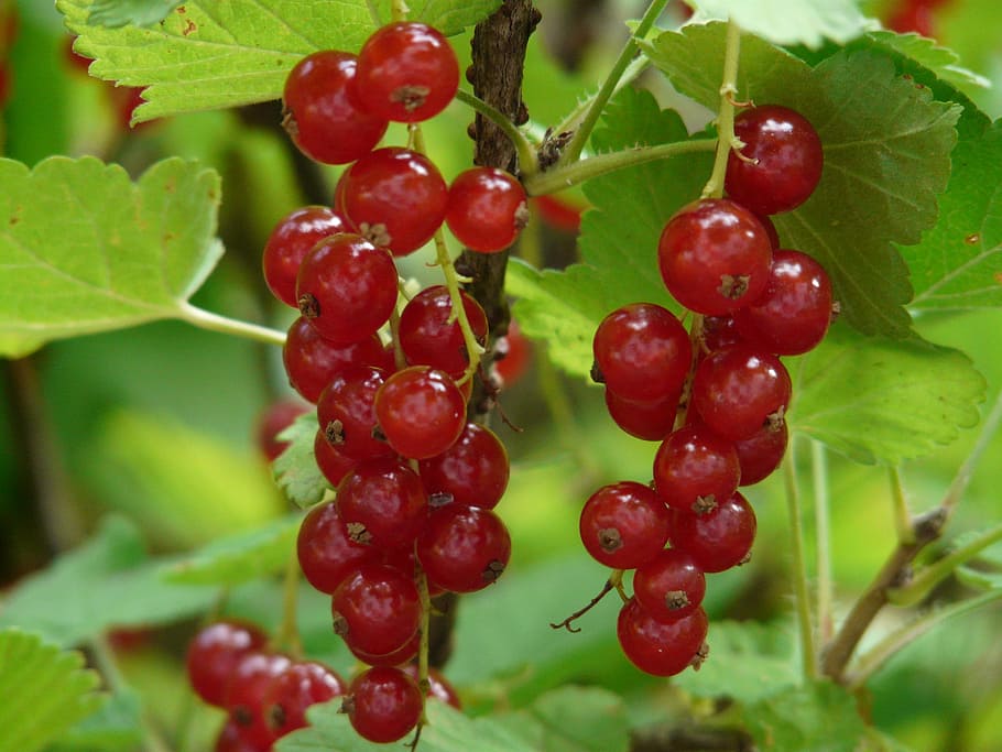 bunch of red berries, red currant, currants, gooseberry greenhouse, HD wallpaper
