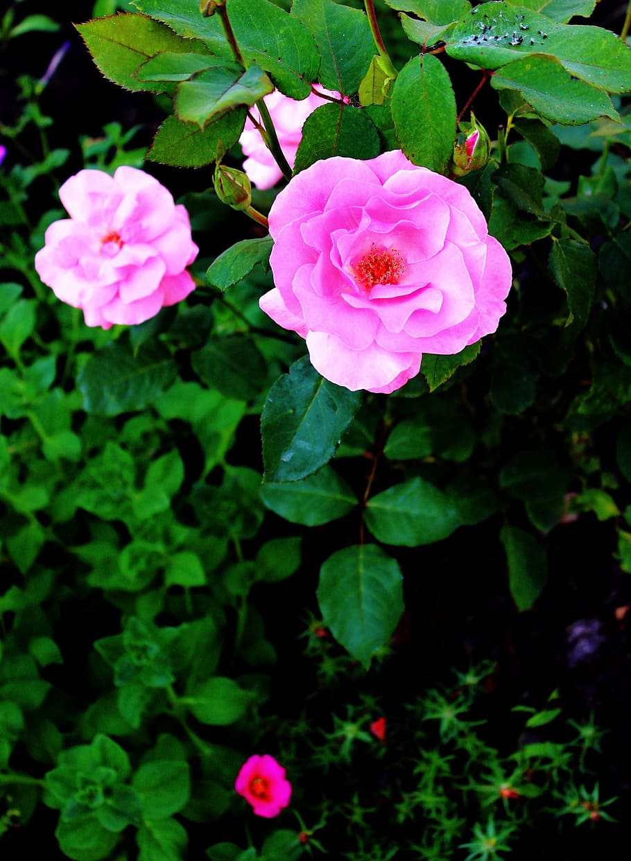 Roses, Garden, Summer, flower, pink color, petal, plant, rose - flower HD wallpaper