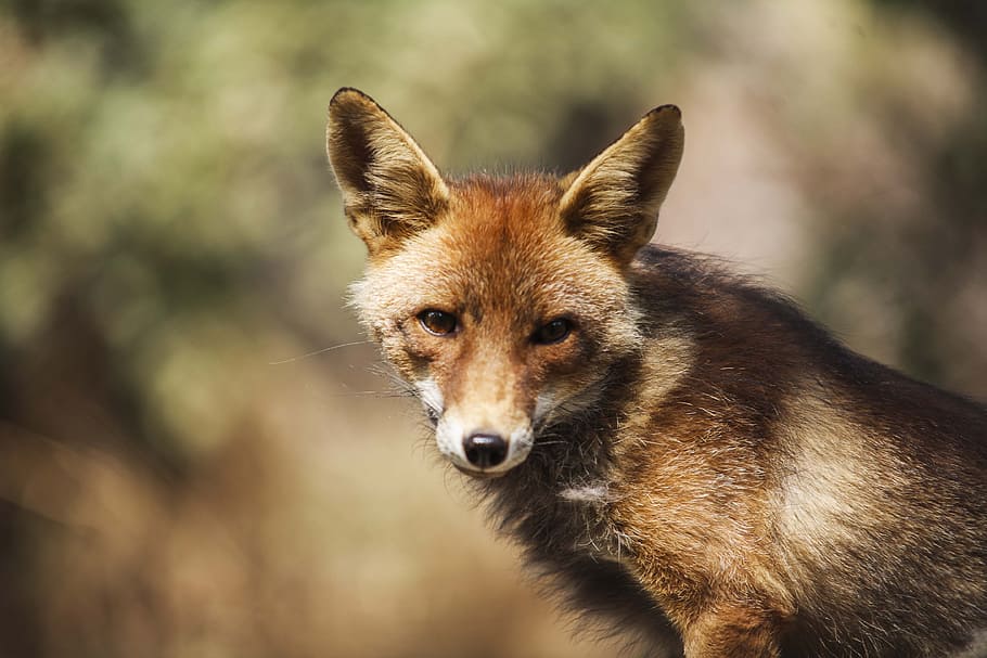 Brown fox. Фото лисы. Бешеная лиса. Бешеный Лис. Коричневая лиса.