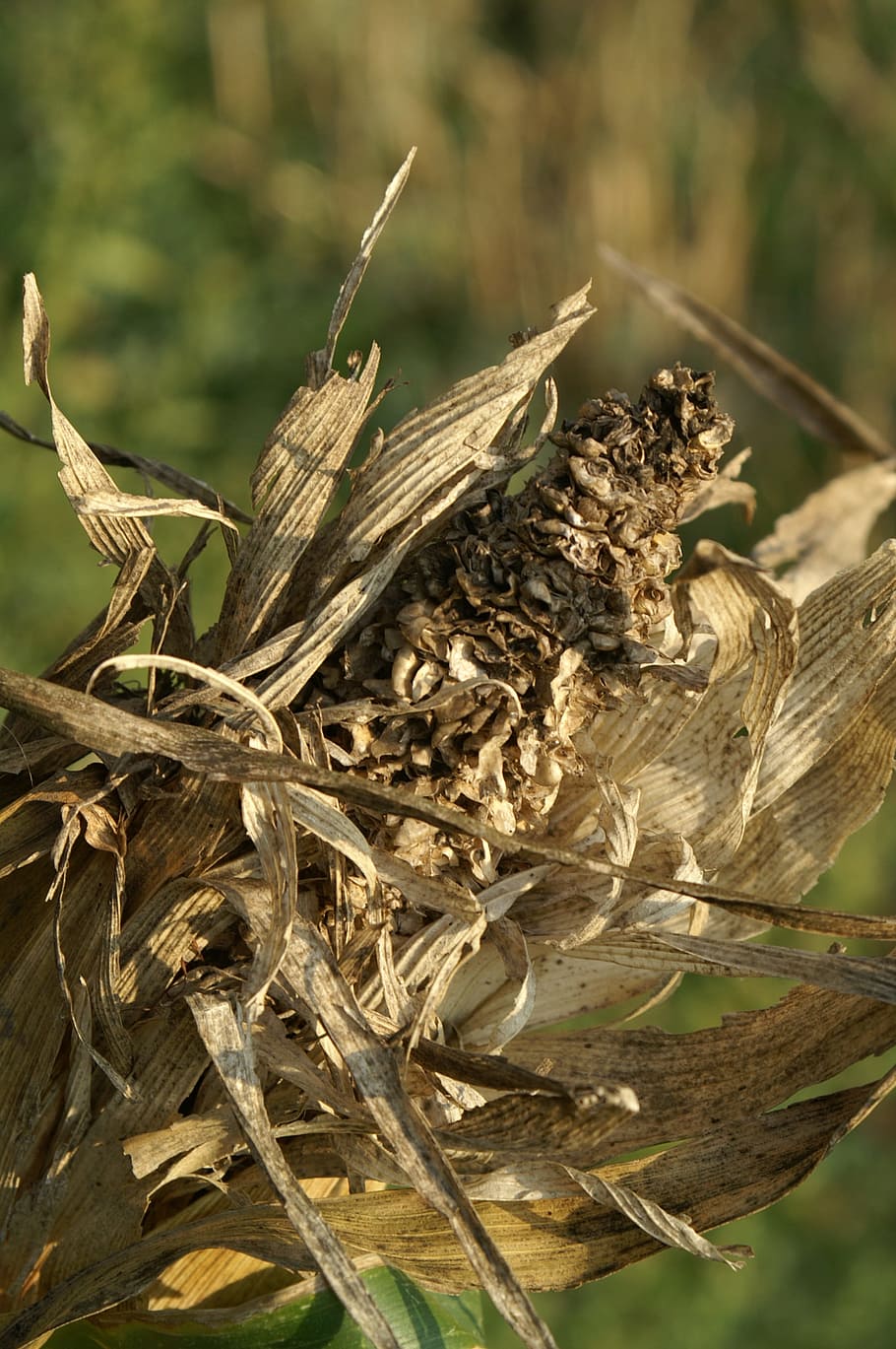 Corn, Withers, Dry, Lazy, autumn, corn on the cob, field, nature HD wallpaper