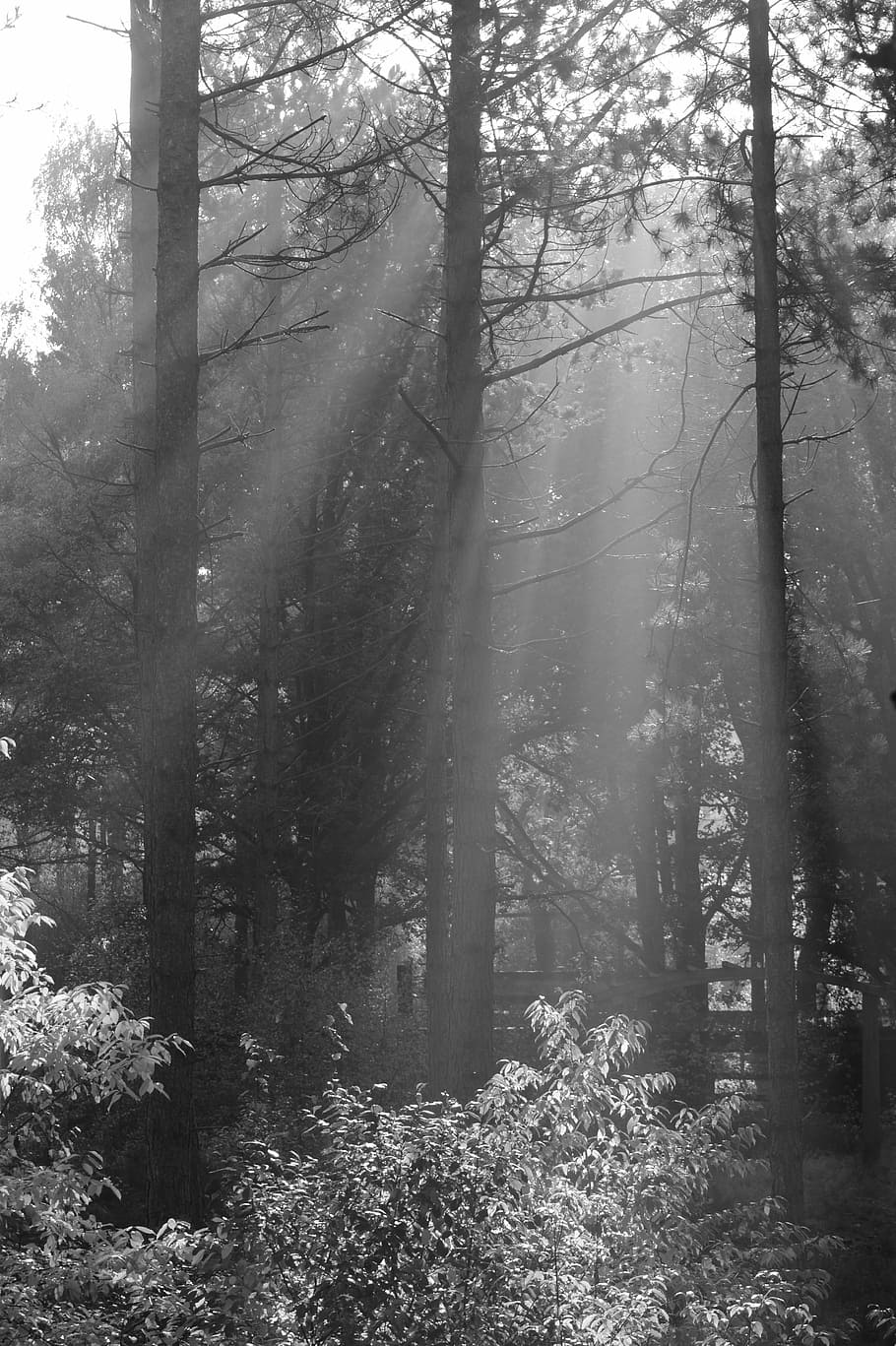 trees, forest, nature, sun rays, sunlight, light beam, plant HD wallpaper