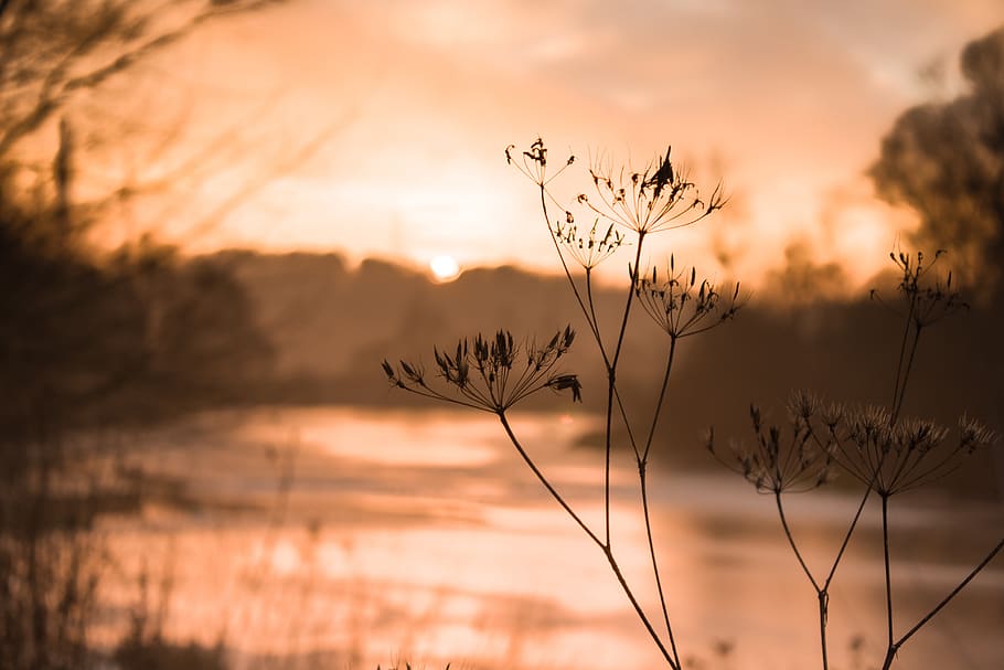 nature, sunset, plant, beauty in nature, tranquility, sky, focus on foreground HD wallpaper