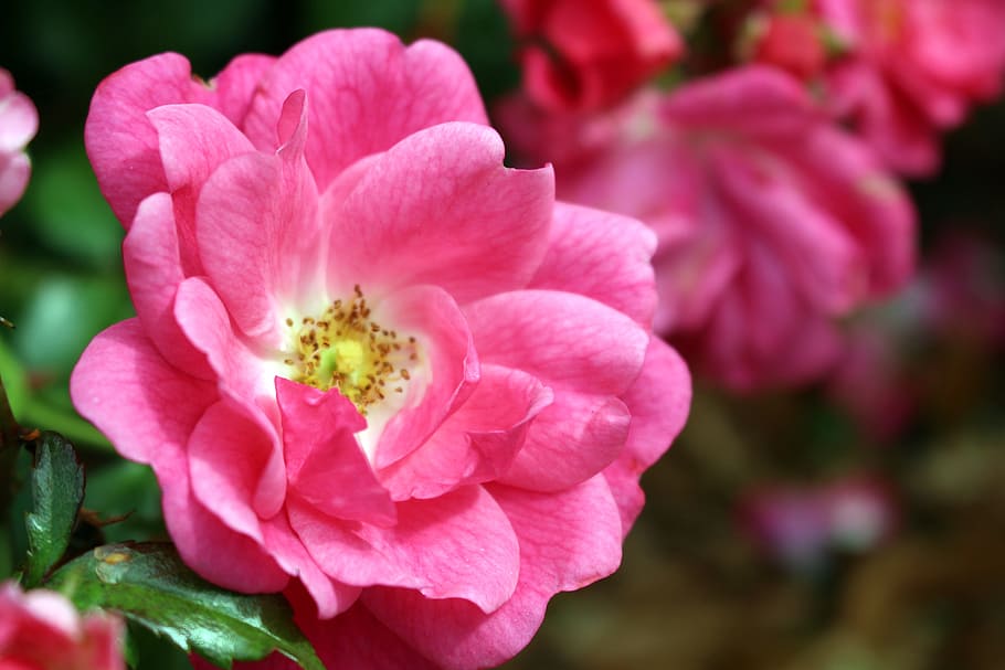 Rose, Pink, Pink, Blossom, Bloom, Flower, rose bloom, heck roses HD wallpaper