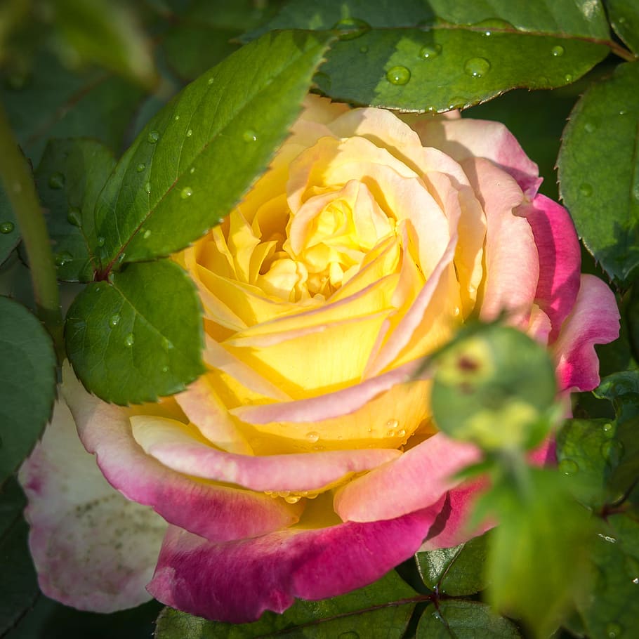 rose, drip, blossom, bloom, water, pullman orient express, rain HD wallpaper