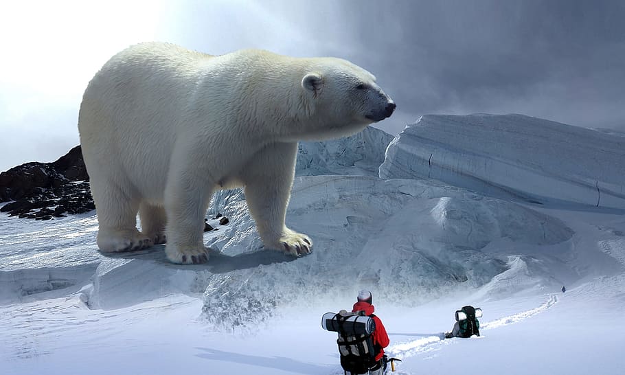 white polar bear edited photo, Glacier, Hike, Mountain, mountain hike, HD wallpaper
