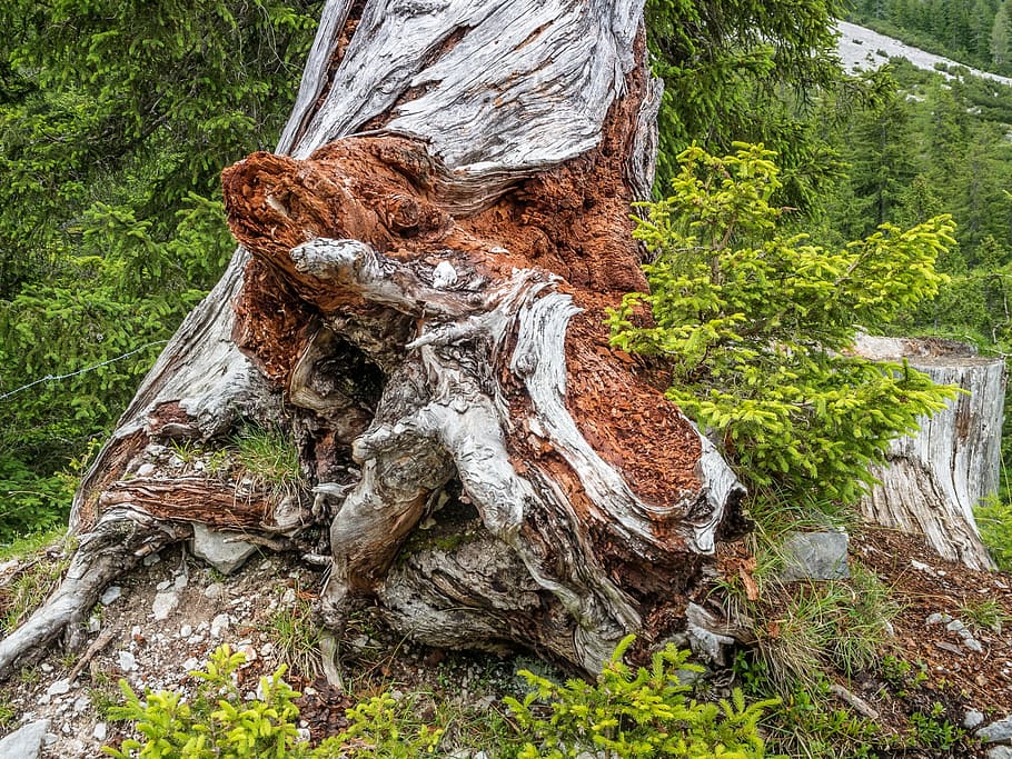 tree, nature, log, old tree, dead plant, tree trunk, growth HD wallpaper
