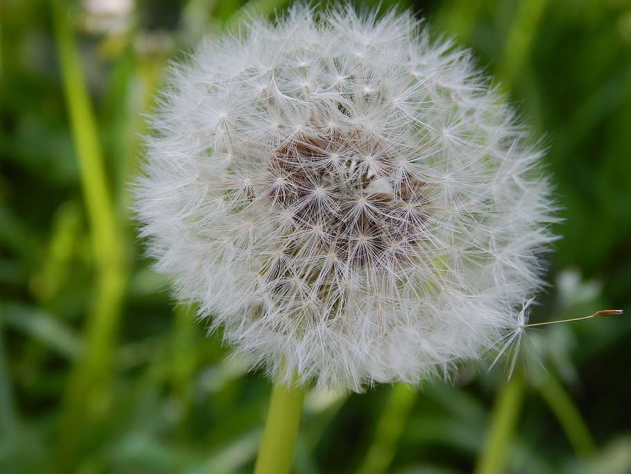 Garden, Nature, Spring, Dandelion, flower, summer, summer flower HD wallpaper