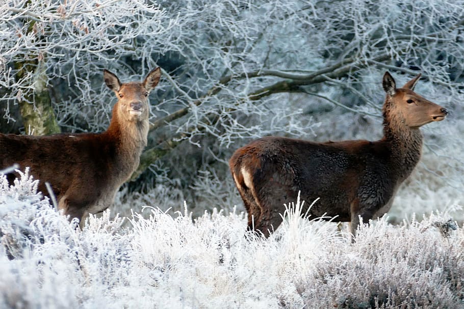 two brown deer standing on grass field, animals, nature, wild HD wallpaper